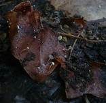 Efeublatt Schwindling, Foto 6