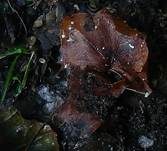 Efeublatt Schwindling, Foto 7