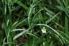 Eichelmehltau, Foto 37