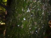 Eichen-Baumwarzenpilz, Foto 5