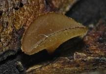 Eichenblatt-Stromabecherling, Foto 5