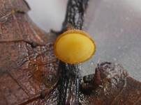 Eichenblatt-Stromabecherling, Foto 8