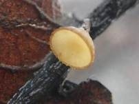 Eichenblatt-Stromabecherling, Foto 9
