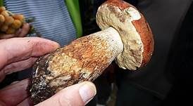 Eichenrotkappe, Foto 24