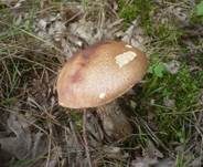 Eichenrotkappe, Foto 8
