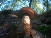 Eichenrotkappe, Foto 11