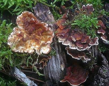 Eichenschichtpilz, Foto 2