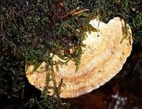 Eichenwirrling, Foto 12
