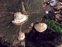 Eichenwirrling, Foto 15