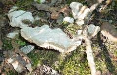 Eichenwirrling, Foto 16