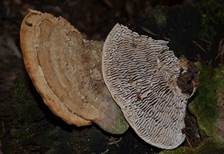 Eichenwirrling, Foto 18