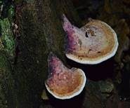 Eichenwirrling, Foto 8
