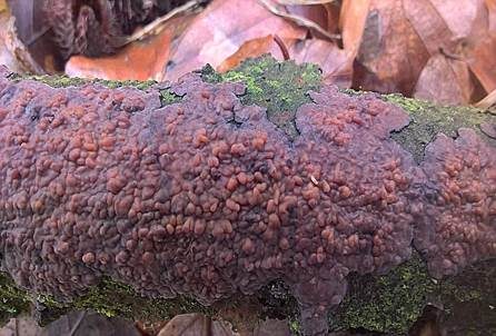 Eichen-Zystidenrindenpilz, Foto 2