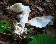 Eierwulstling, Foto 29