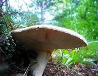 Eierwulstling, Foto 31
