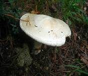 Eierwulstling, Foto 34