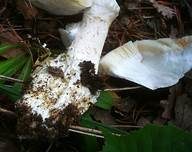 Eierwulstling, Foto 36