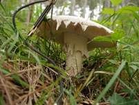 Eierwulstling, Foto 37