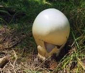 Eierwulstling, Foto 38