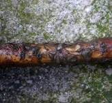 Eingesenkter Eichenrinden-Schlauchpilz, Foto 6