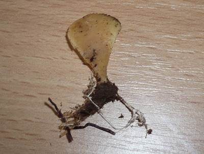 Einseitiger Muscheling, Foto 3