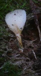 Einseitiger Muscheling, Foto 6