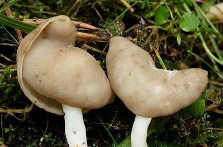 Elastische Lorchel, Foto 3