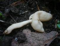 Elastische Lorchel, Foto 13
