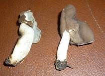 Elastische Lorchel, Foto 17