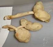 Elastische Lorchel, Foto 18
