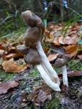 Elastische Lorchel, Foto 23