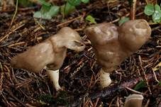 Elastische Lorchel, Foto 10