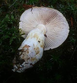 Elfenbeindickfuß, Foto 4