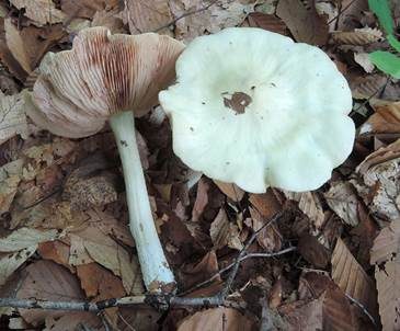 Elfenbeinweißer Frühlingsrötling, Foto 2