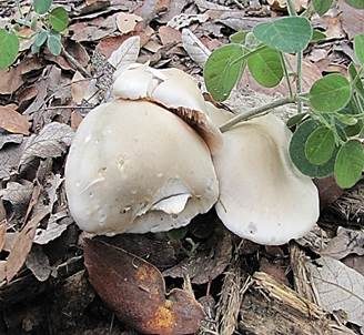 Elfenbeinweißer Frühlingsrötling, Foto 3