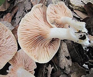 Elfenbeinweißer Frühlingsrötling, Foto 6