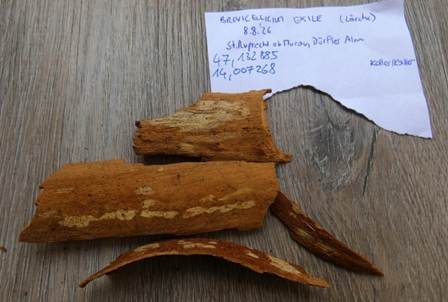 Ellipsoidsporige Stachelhaut, Foto 3