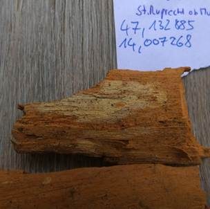 Ellipsoidsporige Stachelhaut, Foto 4