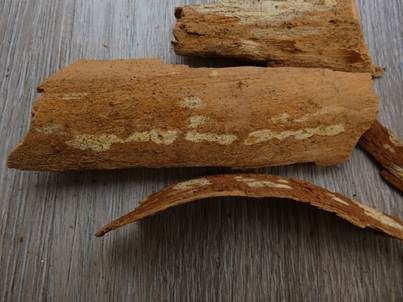 Ellipsoidsporige Stachelhaut, Foto 5