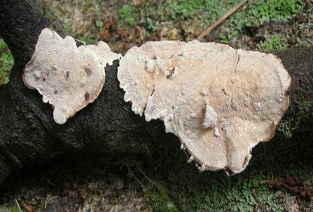 Ast-Datronie, Foto 2