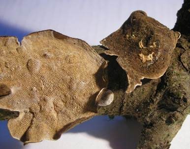 Ast-Datronie, Foto 5