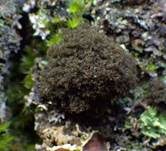 Engstehende Lungenflechte, Foto 10