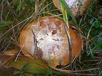 Erdigriechender Schleimkopf, Foto 12