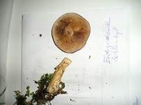 Erdigriechender Schleimkopf, Foto 14