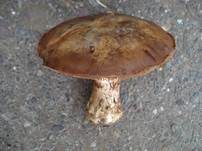 Erdigriechender Schleimkopf, Foto 7