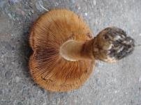 Erdigriechender Schleimkopf, Foto 8