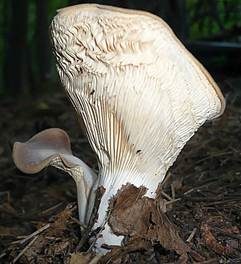 Erdmuscheling, Foto 3