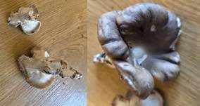 Erdmuscheling, Foto 11