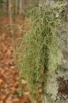 Ästige Strauchflechte, Foto 11