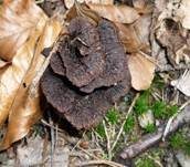 Erdwarzenpilz, Foto 19